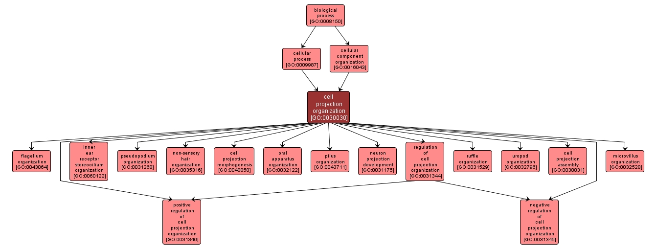 GO:0030030 - cell projection organization (interactive image map)