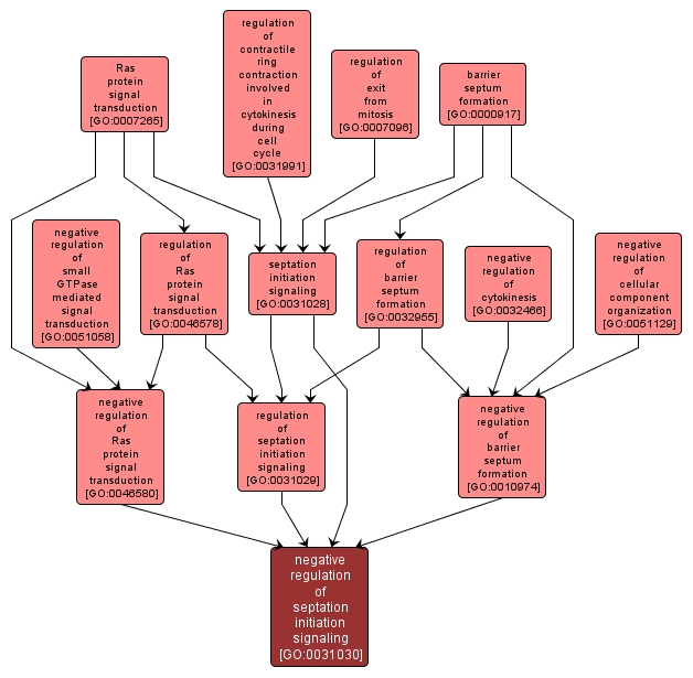 GO:0031030 - negative regulation of septation initiation signaling (interactive image map)