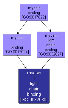 GO:0032030 - myosin I light chain binding (interactive image map)
