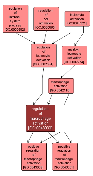 GO:0043030 - regulation of macrophage activation (interactive image map)
