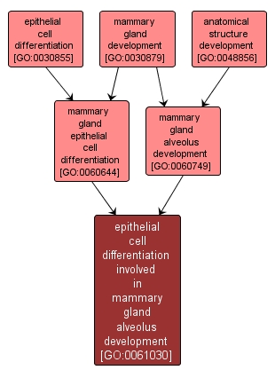 GO:0061030 - epithelial cell differentiation involved in mammary gland alveolus development (interactive image map)