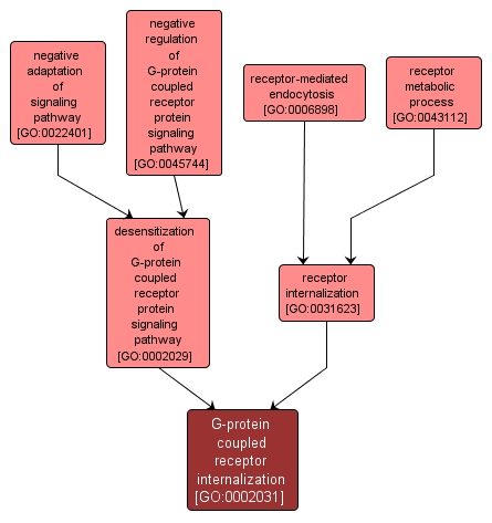 GO:0002031 - G-protein coupled receptor internalization (interactive image map)