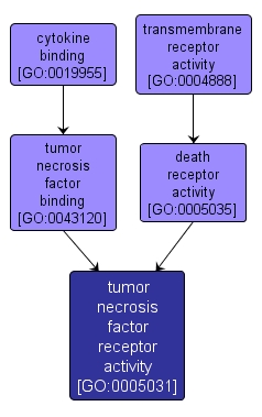 GO:0005031 - tumor necrosis factor receptor activity (interactive image map)
