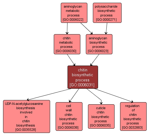 GO:0006031 - chitin biosynthetic process (interactive image map)