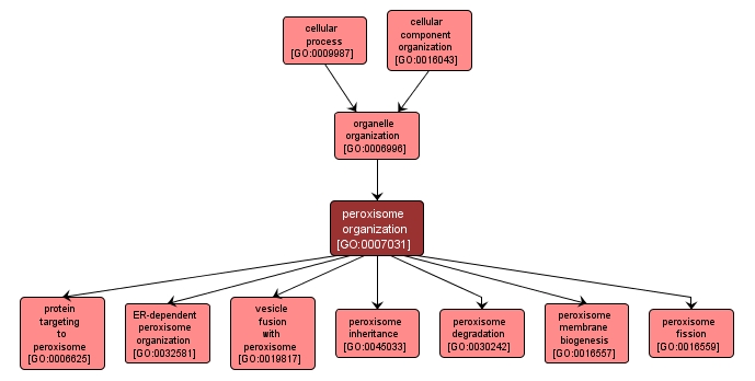 GO:0007031 - peroxisome organization (interactive image map)