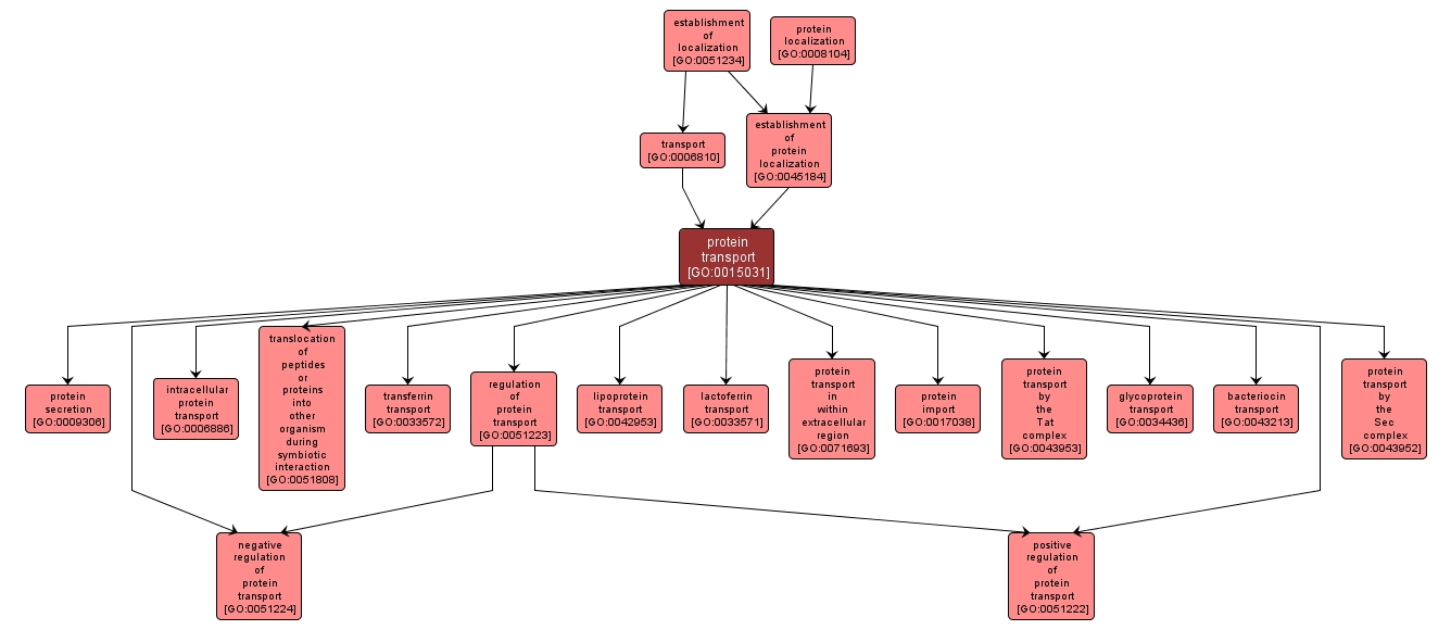 GO:0015031 - protein transport (interactive image map)