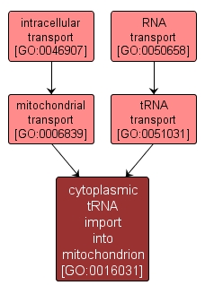 GO:0016031 - cytoplasmic tRNA import into mitochondrion (interactive image map)