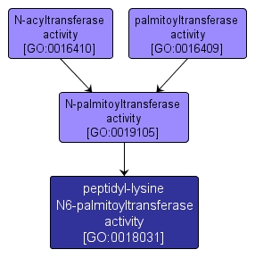 GO:0018031 - peptidyl-lysine N6-palmitoyltransferase activity (interactive image map)