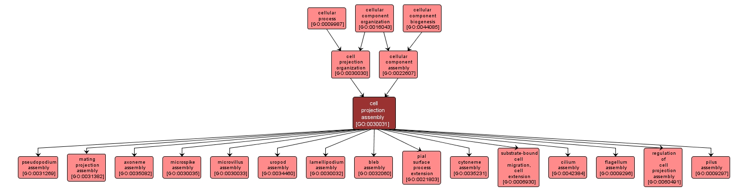 GO:0030031 - cell projection assembly (interactive image map)