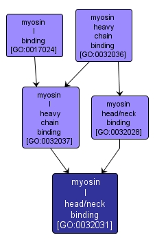 GO:0032031 - myosin I head/neck binding (interactive image map)