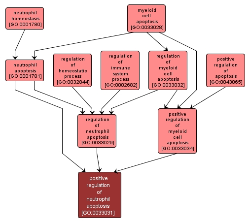 GO:0033031 - positive regulation of neutrophil apoptosis (interactive image map)