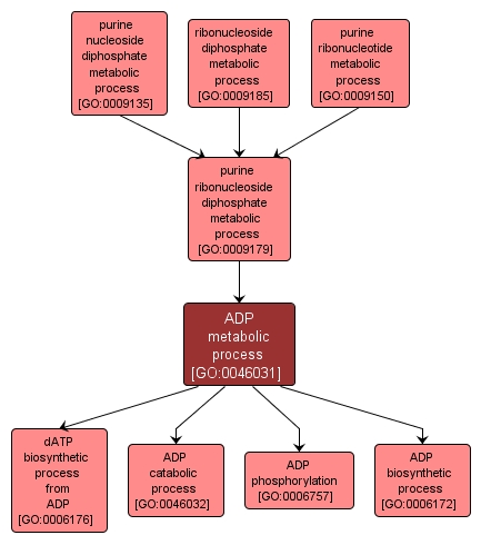 GO:0046031 - ADP metabolic process (interactive image map)