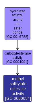 GO:0080031 - methyl salicylate esterase activity (interactive image map)