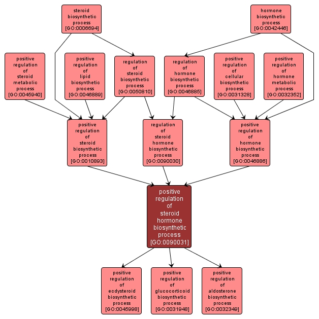 GO:0090031 - positive regulation of steroid hormone biosynthetic process (interactive image map)