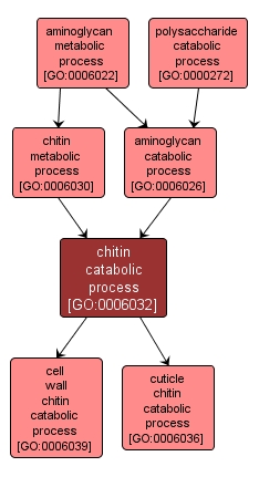 GO:0006032 - chitin catabolic process (interactive image map)