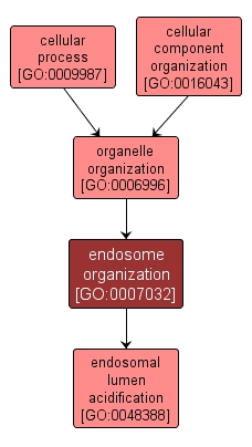 GO:0007032 - endosome organization (interactive image map)