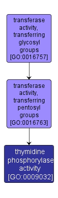 GO:0009032 - thymidine phosphorylase activity (interactive image map)