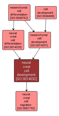 GO:0014032 - neural crest cell development (interactive image map)