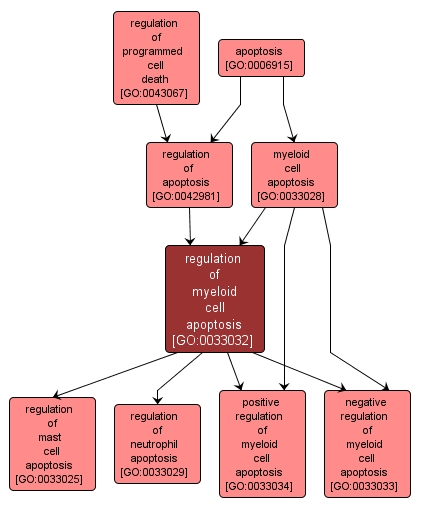 GO:0033032 - regulation of myeloid cell apoptosis (interactive image map)