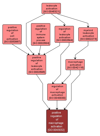 GO:0043032 - positive regulation of macrophage activation (interactive image map)