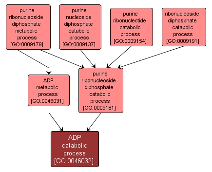 GO:0046032 - ADP catabolic process (interactive image map)