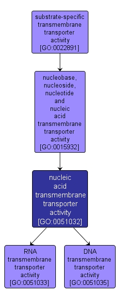GO:0051032 - nucleic acid transmembrane transporter activity (interactive image map)