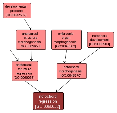 GO:0060032 - notochord regression (interactive image map)