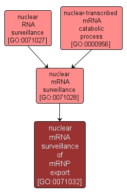 GO:0071032 - nuclear mRNA surveillance of mRNP export (interactive image map)
