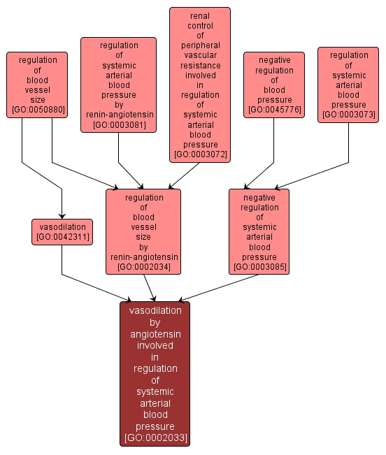 GO:0002033 - vasodilation by angiotensin involved in regulation of systemic arterial blood pressure (interactive image map)