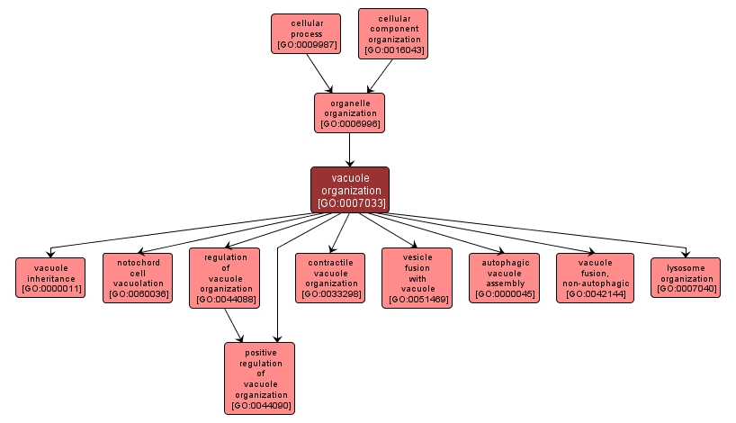 GO:0007033 - vacuole organization (interactive image map)