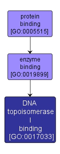GO:0017033 - DNA topoisomerase I binding (interactive image map)