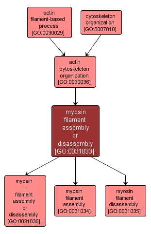 GO:0031033 - myosin filament assembly or disassembly (interactive image map)