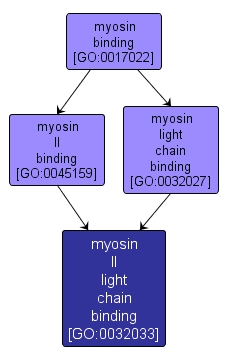 GO:0032033 - myosin II light chain binding (interactive image map)