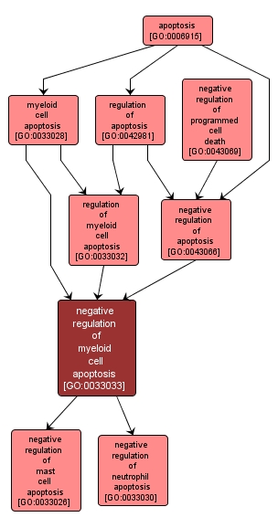 GO:0033033 - negative regulation of myeloid cell apoptosis (interactive image map)