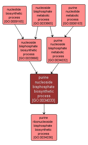GO:0034033 - purine nucleoside bisphosphate biosynthetic process (interactive image map)