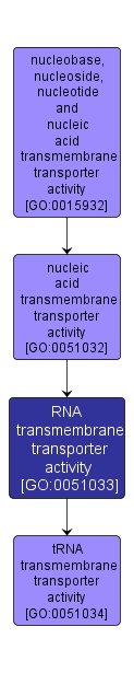 GO:0051033 - RNA transmembrane transporter activity (interactive image map)
