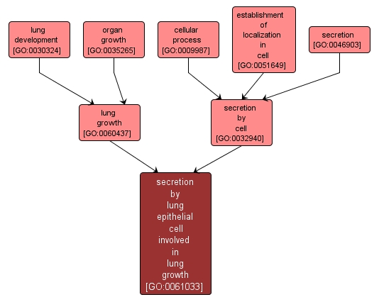 GO:0061033 - secretion by lung epithelial cell involved in lung growth (interactive image map)