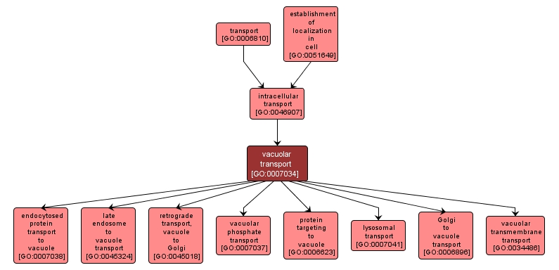 GO:0007034 - vacuolar transport (interactive image map)