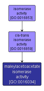 GO:0016034 - maleylacetoacetate isomerase activity (interactive image map)