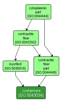 GO:0043034 - costamere (interactive image map)