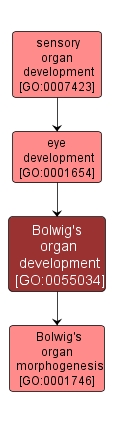 GO:0055034 - Bolwig's organ development (interactive image map)