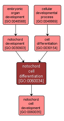GO:0060034 - notochord cell differentiation (interactive image map)