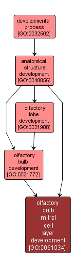 GO:0061034 - olfactory bulb mitral cell layer development (interactive image map)