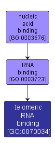 GO:0070034 - telomeric RNA binding (interactive image map)