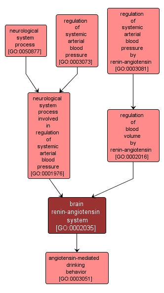 GO:0002035 - brain renin-angiotensin system (interactive image map)