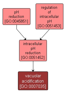 GO:0007035 - vacuolar acidification (interactive image map)