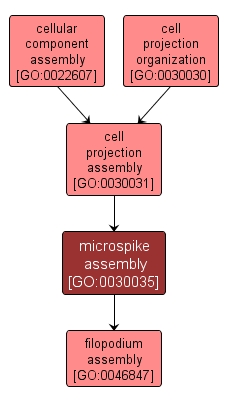 GO:0030035 - microspike assembly (interactive image map)