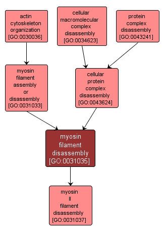 GO:0031035 - myosin filament disassembly (interactive image map)