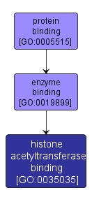 GO:0035035 - histone acetyltransferase binding (interactive image map)