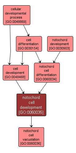 GO:0060035 - notochord cell development (interactive image map)